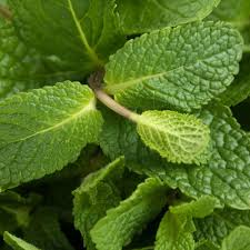 Dried Peppermint Leaves